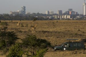 Game Drive and Lunch Package at Ololo Lodge